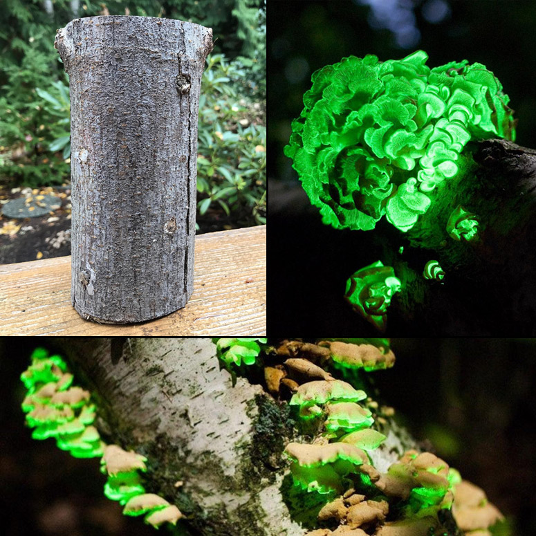 Glow in the Dark Mushroom Log Kit