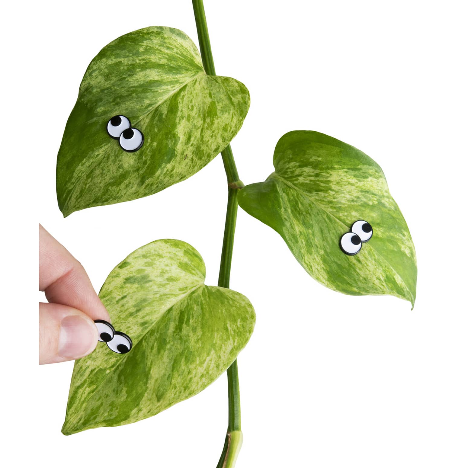 Googly Eyes Plant Magnets