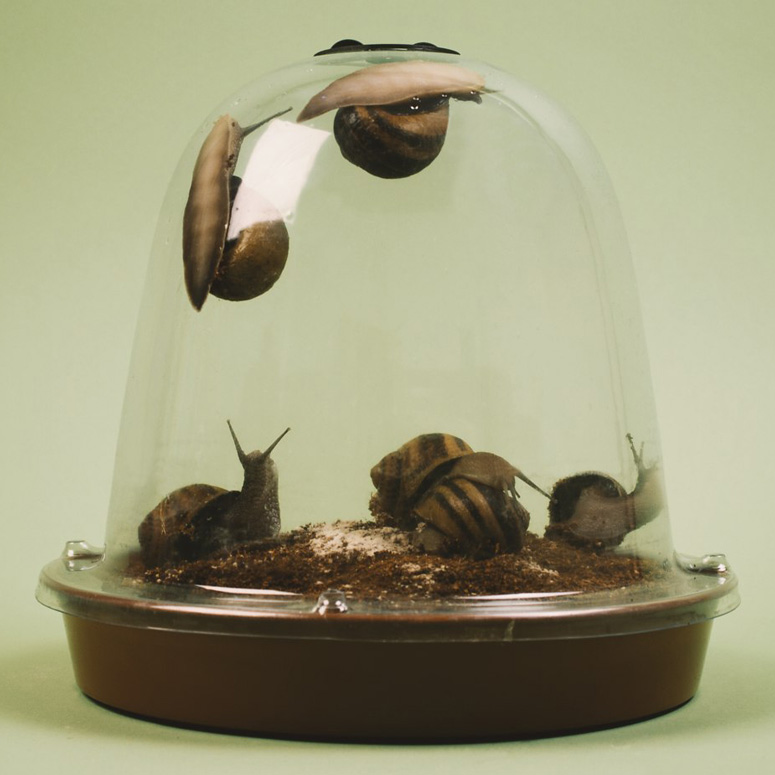 Grow Your Own Escargot (Snails)