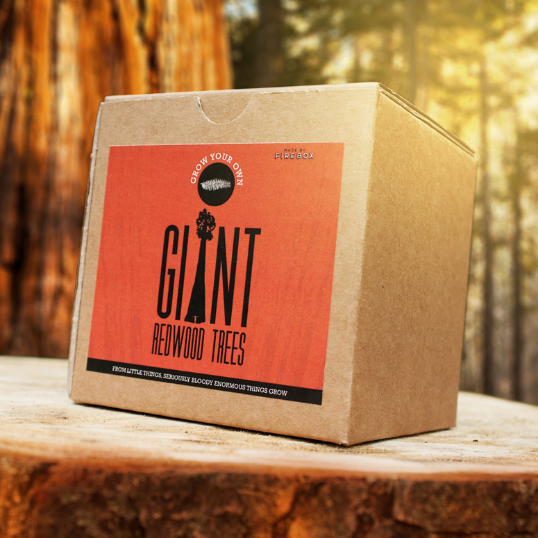 Grow Your Own Giant Redwood Tree Kit