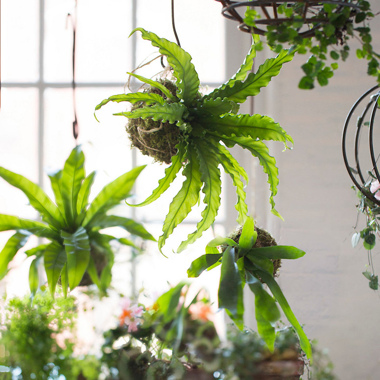 Hanging Fern Garden