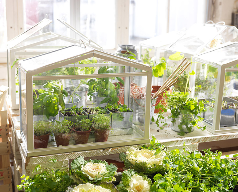 IKEA Socker - Indoor Miniature Greenhouse