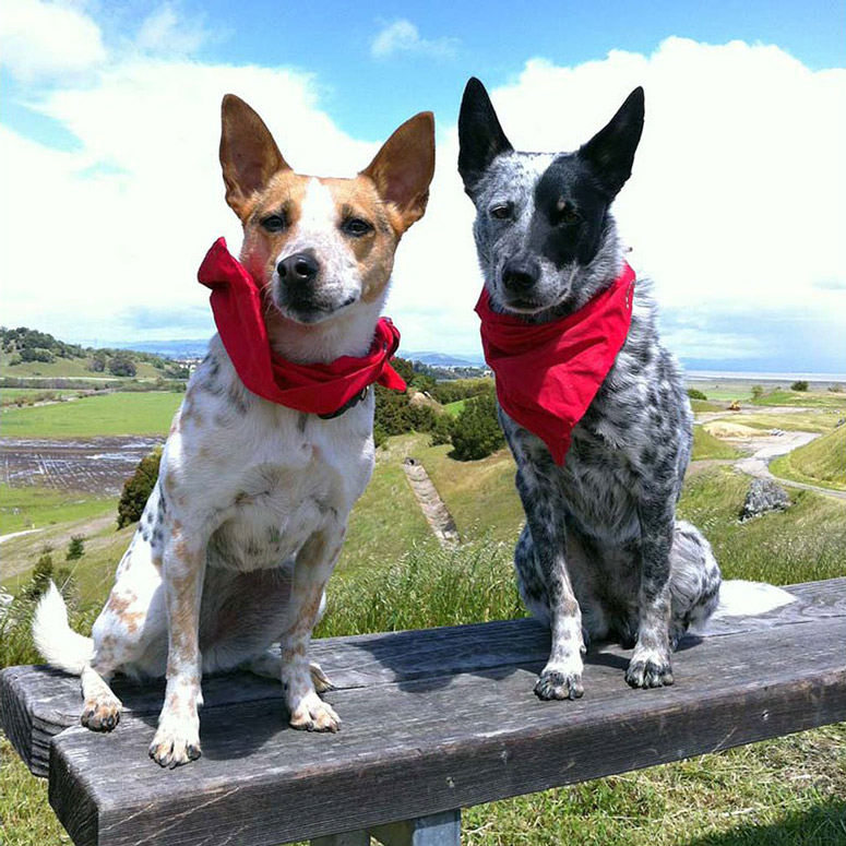 Insect Shield Dog Bandana