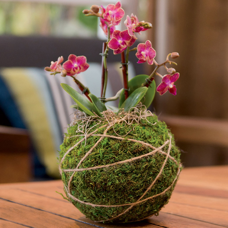 Japanese Kokedama Gardening Kit - Create Unique Living Art