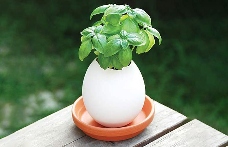 Jumbo Egglings - Plants You Hatch and Grow - Now Twice As Big!