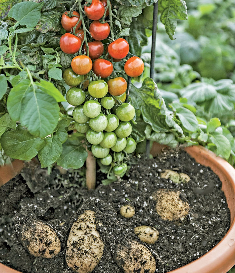 Ketchup 'N' Fries Plant - Grow Tomatoes and Potatoes on a Single Plant