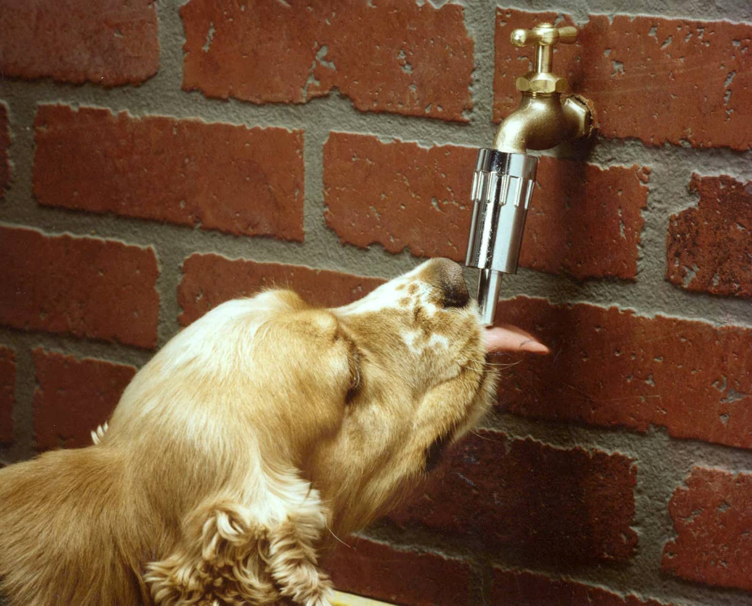 Lixit - Automatic Faucet Waterer for Dogs