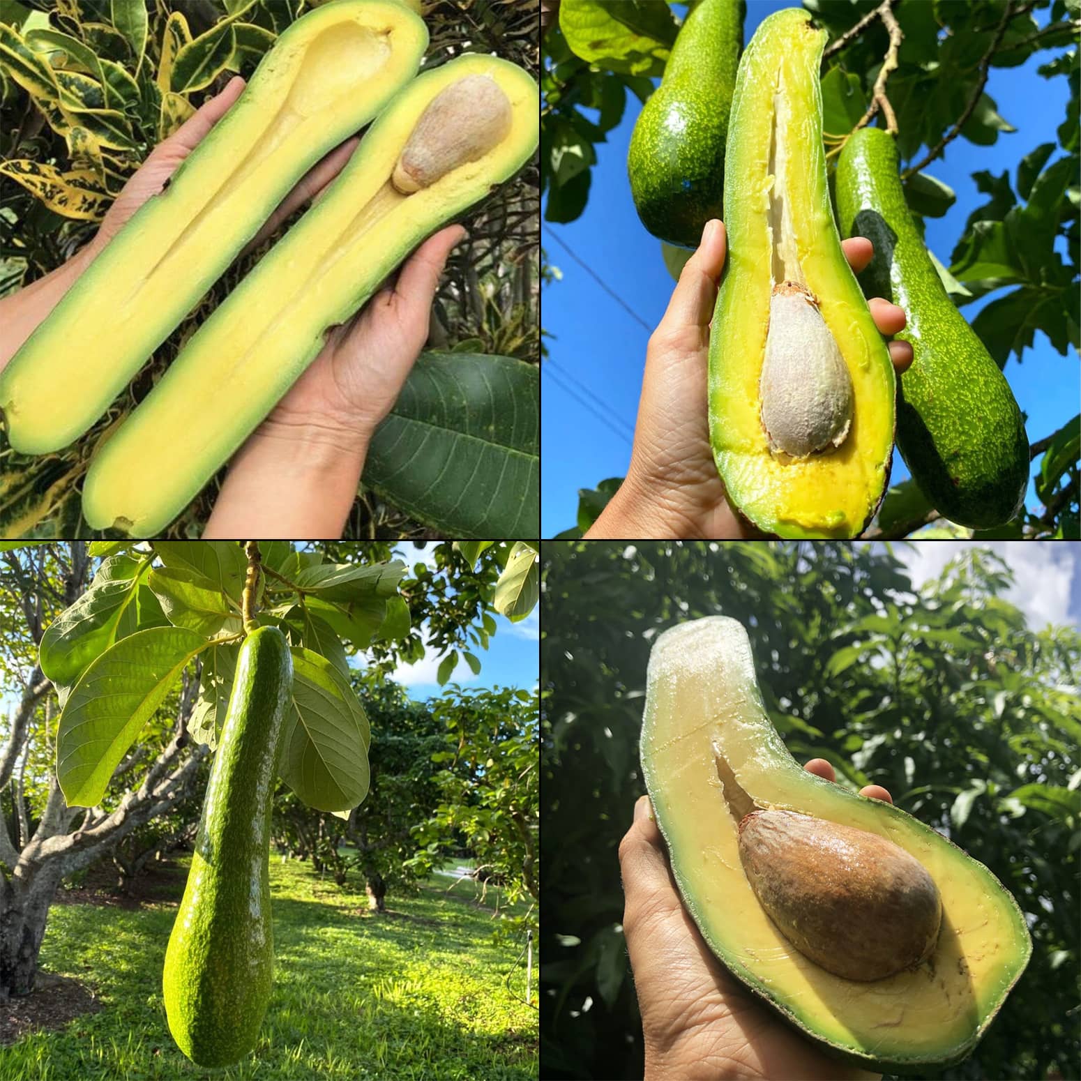 Long Neck Avocados