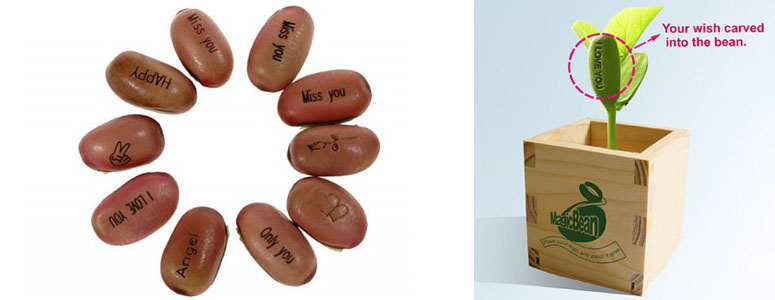 Magic Beans That Sprout With Secret Messages!
