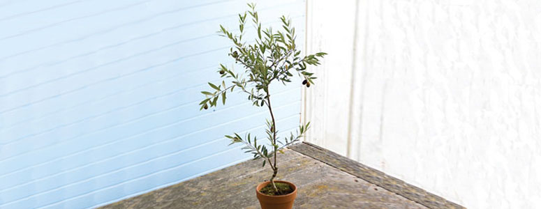 Miniature Tuscan Olive Tree