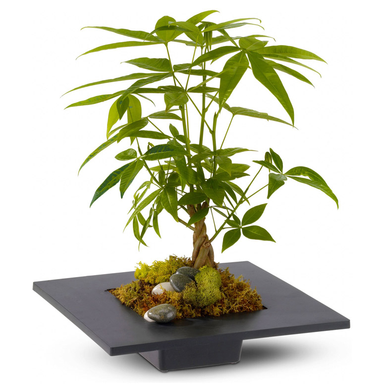 Money Tree - May Bring Good Luck, Good Fortune, and Prosperity
