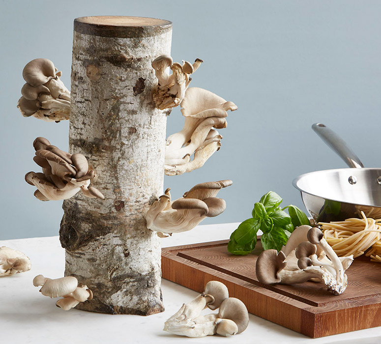 Organic Oyster Mushroom Growing Log Kit