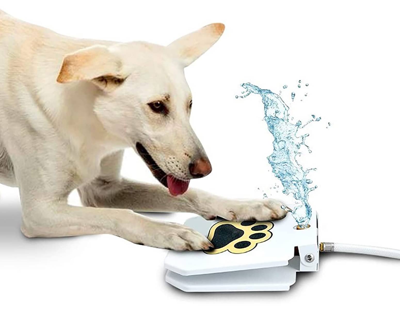 Paw-Activated Dog Water Fountain