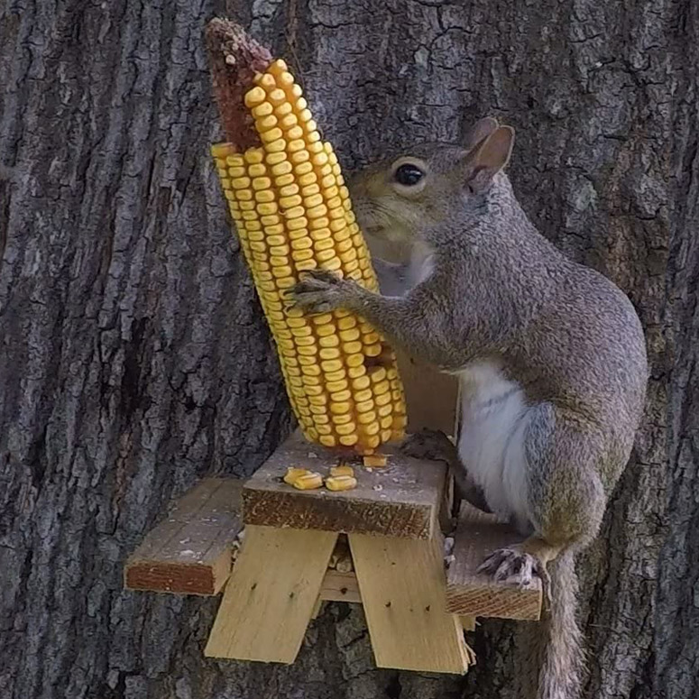 Deck or Fence Mount Corn Cob Mount & Tin Bucket Squirrel Feeders for Outside Tree Dark Cedar 2 in 1 Squirrel Picnic Table Feeder Natural Wood with Dual Feeder 