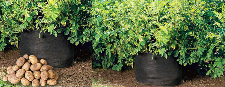 Potato Bin - Grow Your Own Potatoes - No Garden Required!