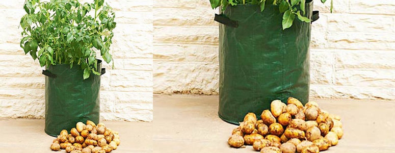 Potato Patio Planter