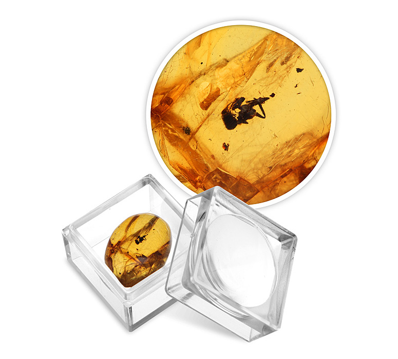 Prehistoric Insect In Amber