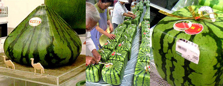 Pyramid & Square Shaped Watermelons