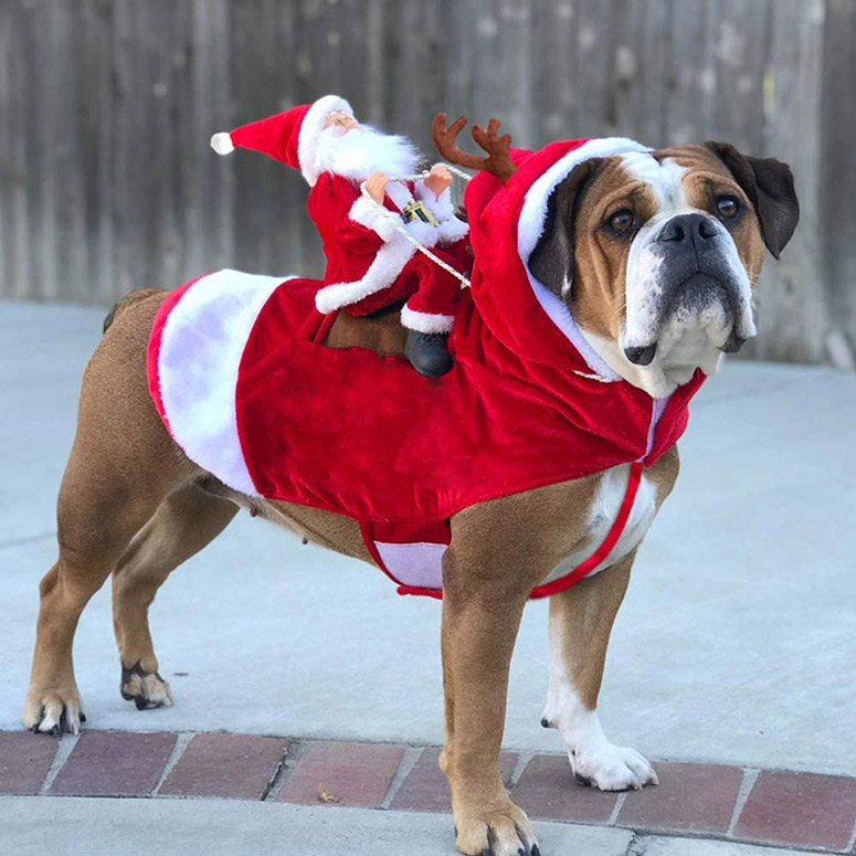 Santa Claus Dog Rider Costume