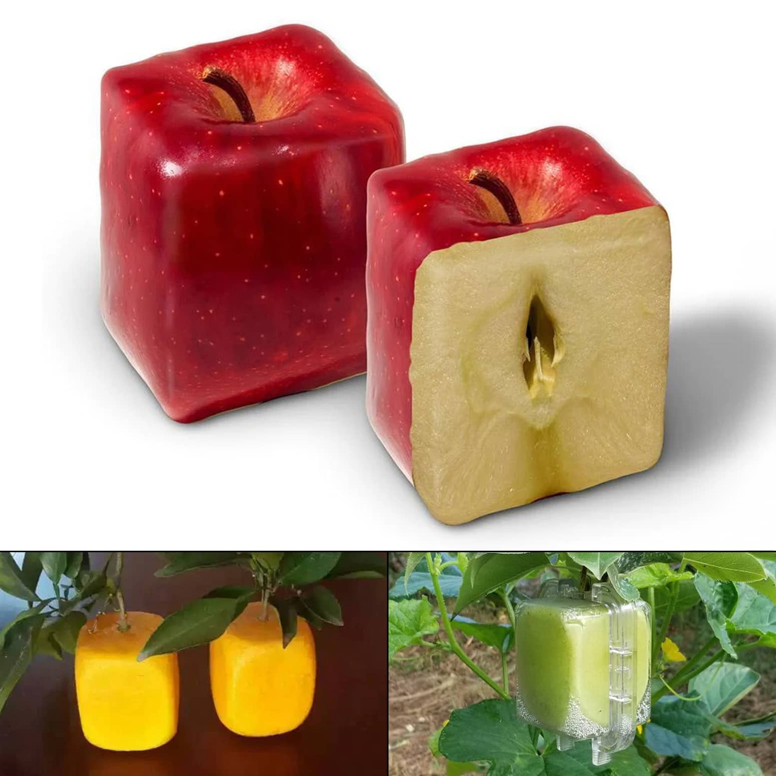 Square-Shaped Apple Molds