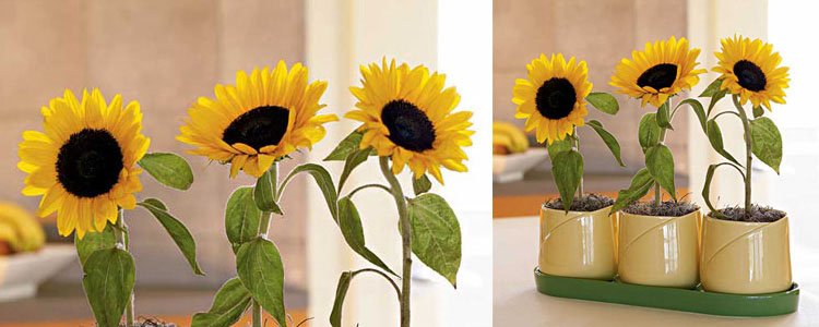 Sunflower Growing Kit