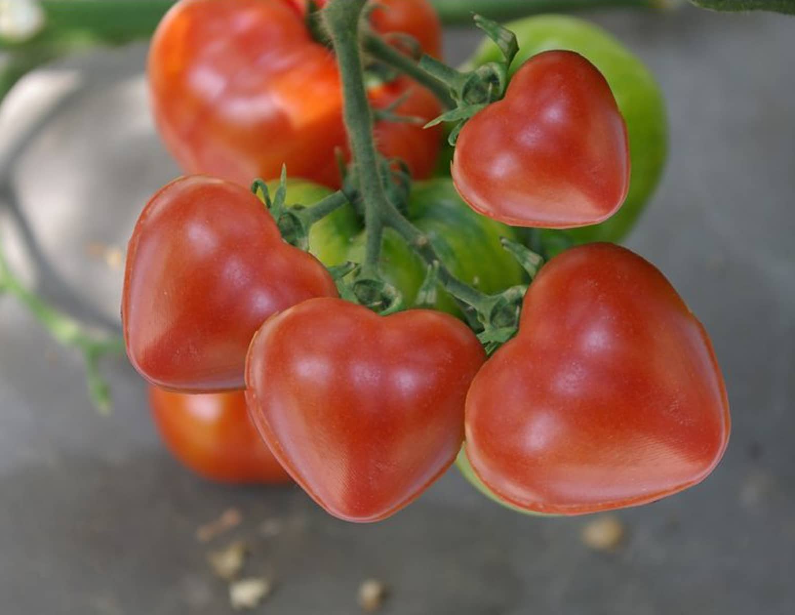 Tomato Heart Molds