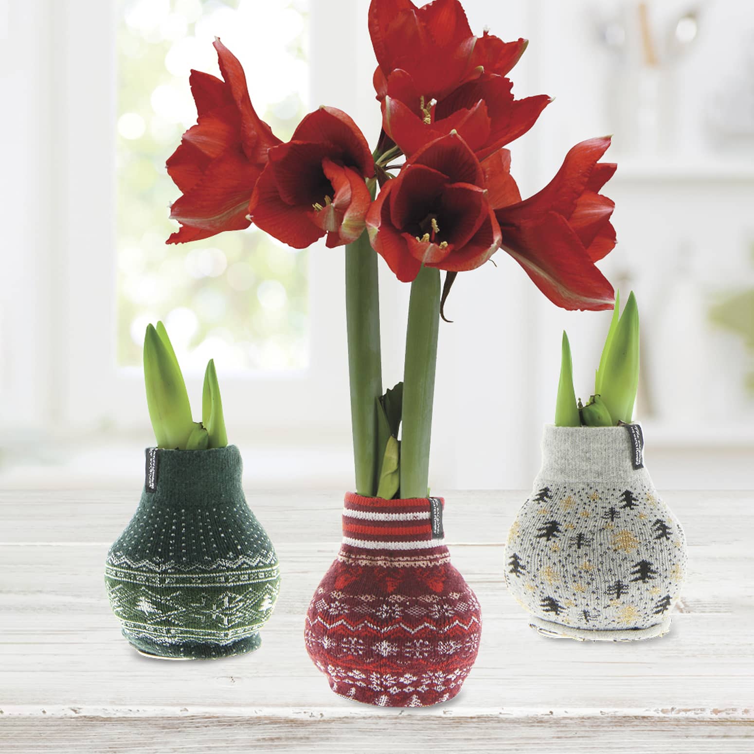 Waxed Amaryllis Flower Bulbs with Nordic Sweaters