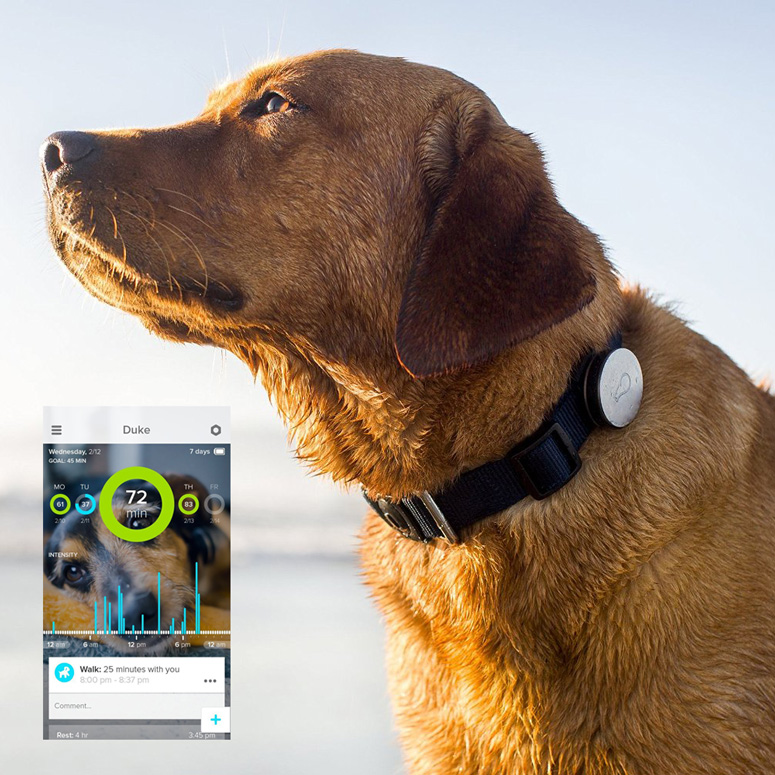 Whistle - Activity Monitor For Dogs
